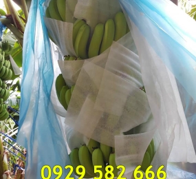 Mút Xốp Lót Chuối Xuất Khẩu Ở Đồng Nai