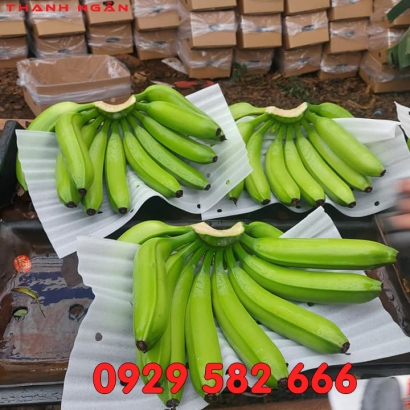 Xốp Foam 2mm Bọc Chuối ở Trảng Bom Đồng Nai